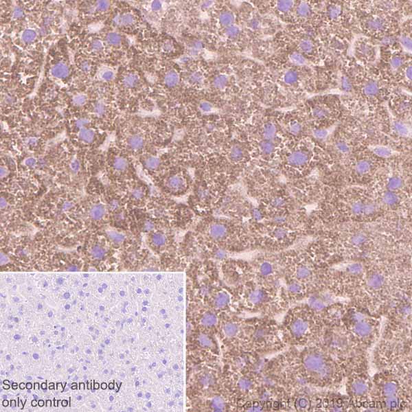 Immunohistochemistry (Formalin/PFA-fixed paraffin-embedded sections) - Anti-Monoamine Oxidase A/MAO-A antibody [EPR7101] - BSA and Azide free (AB240031), expandable thumbnail