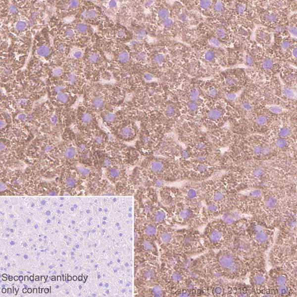 Immunohistochemistry (Formalin/PFA-fixed paraffin-embedded sections) - Anti-Monoamine Oxidase A/MAO-A antibody [EPR7101] - BSA and Azide free (AB240031)