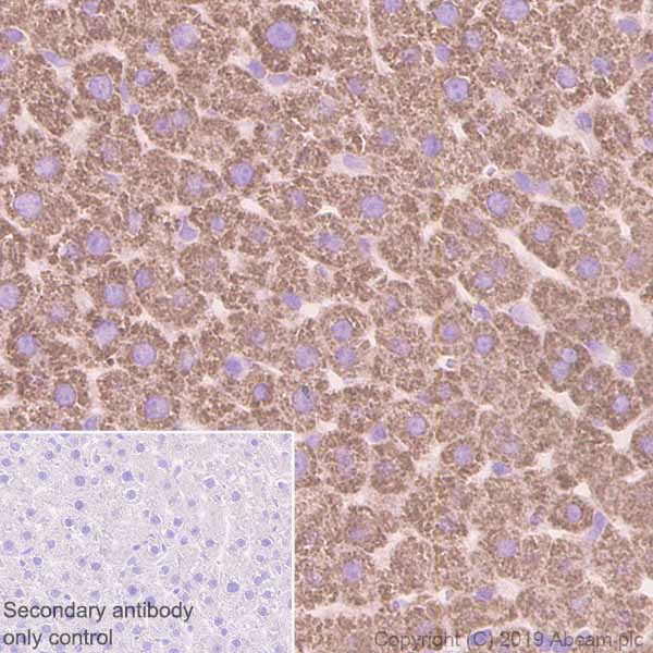 Immunohistochemistry (Formalin/PFA-fixed paraffin-embedded sections) - Anti-Monoamine Oxidase A/MAO-A antibody [EPR7101] - BSA and Azide free (AB240031), expandable thumbnail