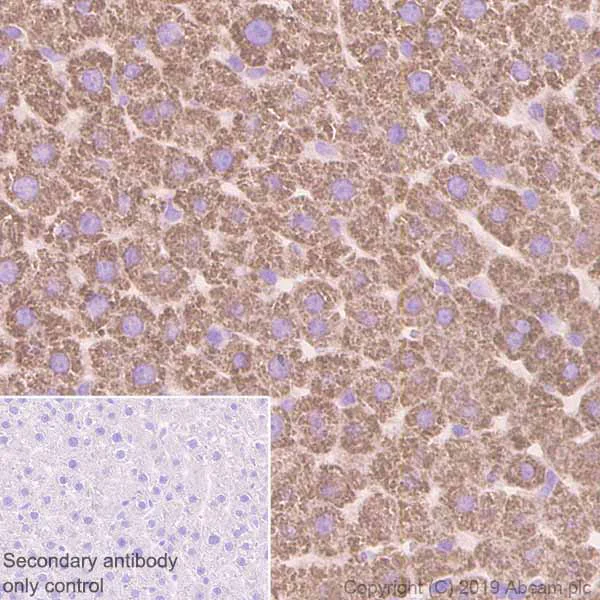 Immunohistochemistry (Formalin/PFA-fixed paraffin-embedded sections) - Anti-Monoamine Oxidase A/MAO-A antibody [EPR7101] - BSA and Azide free (AB240031)