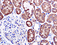 Immunohistochemistry (Formalin/PFA-fixed paraffin-embedded sections) - Anti-Monoamine Oxidase A/MAO-A antibody [EPR7101] - BSA and Azide free (ab240031), expandable thumbnail