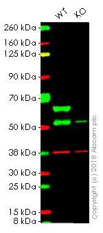 Western blot - Anti-Monoamine Oxidase A/MAO-A antibody [EPR7101] - BSA and Azide free (AB240031)