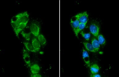 Immunocytochemistry/ Immunofluorescence - Anti-Monoamine Oxidase B/MAOB antibody (AB137778)