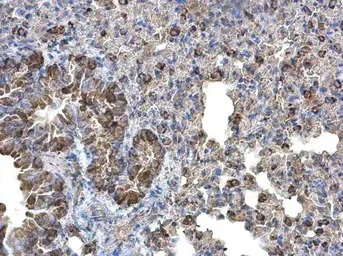 Immunohistochemistry (Formalin/PFA-fixed paraffin-embedded sections) - Anti-Monoamine Oxidase B/MAOB antibody (AB137778)