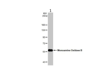 Western blot - Anti-Monoamine Oxidase B/MAOB antibody (AB137778)