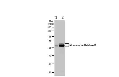Western blot - Anti-Monoamine Oxidase B/MAOB antibody (AB137778)
