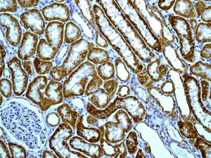 Immunohistochemistry (Formalin/PFA-fixed paraffin-embedded sections) - Anti-Monoamine Oxidase B/MAOB antibody [EPR7102] - BSA and Azide free (AB248436)