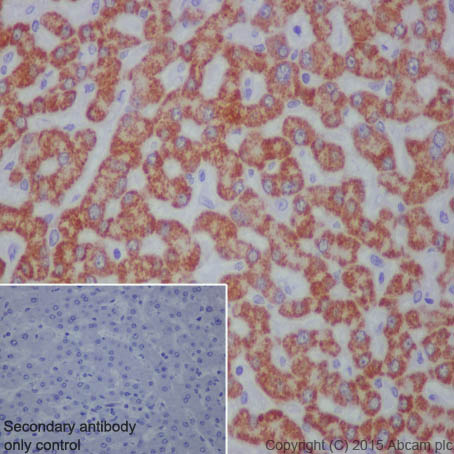 Immunohistochemistry (Formalin/PFA-fixed paraffin-embedded sections) - Anti-Monoamine Oxidase B/MAOB antibody [EPR7102] - BSA and Azide free (AB248436), expandable thumbnail
