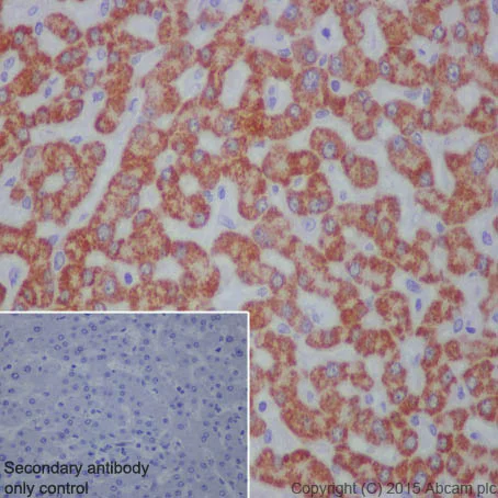 Immunohistochemistry (Formalin/PFA-fixed paraffin-embedded sections) - Anti-Monoamine Oxidase B/MAOB antibody [EPR7102] - BSA and Azide free (AB248436)