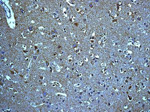 Immunohistochemistry (Formalin/PFA-fixed paraffin-embedded sections) - Anti-Monoamine Oxidase B/MAOB antibody [EPR7102] - BSA and Azide free (AB248436), expandable thumbnail
