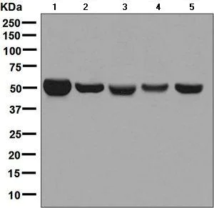Western blot - Anti-Monoamine Oxidase B/MAOB antibody [EPR7102] - BSA and Azide free (AB248436)