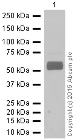 Western blot - Anti-Monoamine Oxidase B/MAOB antibody [EPR7102] - BSA and Azide free (AB248436), expandable thumbnail