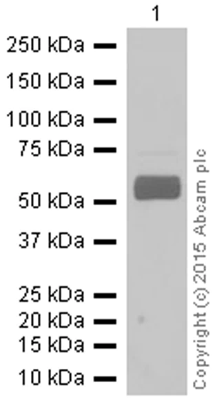 Western blot - Anti-Monoamine Oxidase B/MAOB antibody [EPR7102] - BSA and Azide free (AB248436)