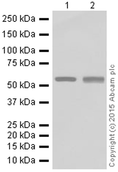Western blot - Anti-Monoamine Oxidase B/MAOB antibody [EPR7102] - BSA and Azide free (AB248436), expandable thumbnail