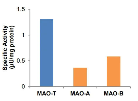Functional Studies - Monoamine Oxidase (MAO) Assay Kit (AB241031)