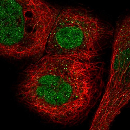 Immunocytochemistry/ Immunofluorescence - Anti-MORC3 antibody (AB222086), expandable thumbnail