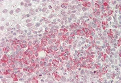 Immunohistochemistry (Formalin/PFA-fixed paraffin-embedded sections) - Anti-MORC3 antibody (AB230878)