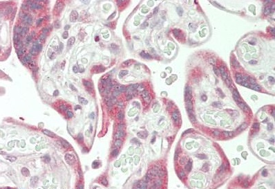 Immunohistochemistry (Formalin/PFA-fixed paraffin-embedded sections) - Anti-MORC3 antibody (AB230878)