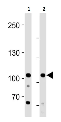 Western blot - Anti-MORC3 antibody (AB230878)