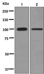 Western blot - Anti-MORC3 antibody [EPR10113(B)] (AB150398)