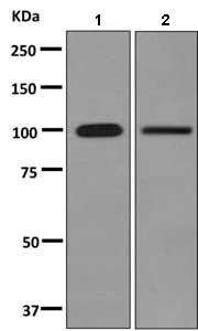 Western blot - Anti-MORC3 antibody [EPR10113(B)] (AB150398)