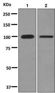 Western blot - Anti-MORC3 antibody [EPR10113(B)] - BSA and Azide free (AB248967)
