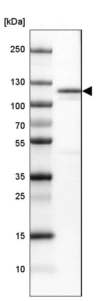 Western blot - Anti-MORC4 antibody (AB121099)