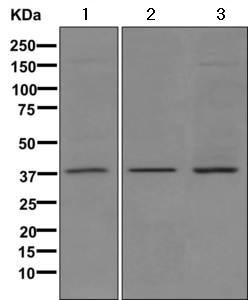Western blot - Anti-MOS antibody [EPR6720(2)-23] - BSA and Azide free (AB249657), expandable thumbnail