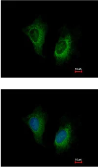 Immunocytochemistry/ Immunofluorescence - Anti-MOSC2 antibody (AB111685)