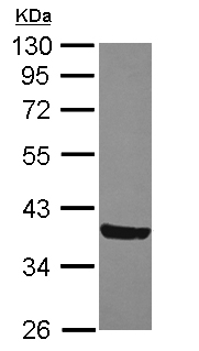 Western blot - Anti-MOSC2 antibody (AB111685), expandable thumbnail
