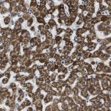 Immunohistochemistry (Formalin/PFA-fixed paraffin-embedded sections) - Anti-MOSC2 antibody (AB224097)