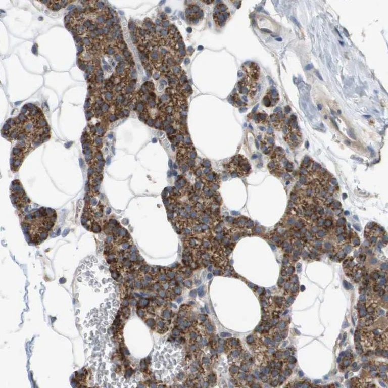 Immunohistochemistry (Formalin/PFA-fixed paraffin-embedded sections) - Anti-MOSC2 antibody (AB224398)