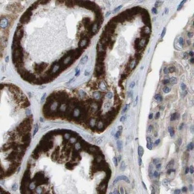 Immunohistochemistry (Formalin/PFA-fixed paraffin-embedded sections) - Anti-MOSC2 antibody (AB224398)