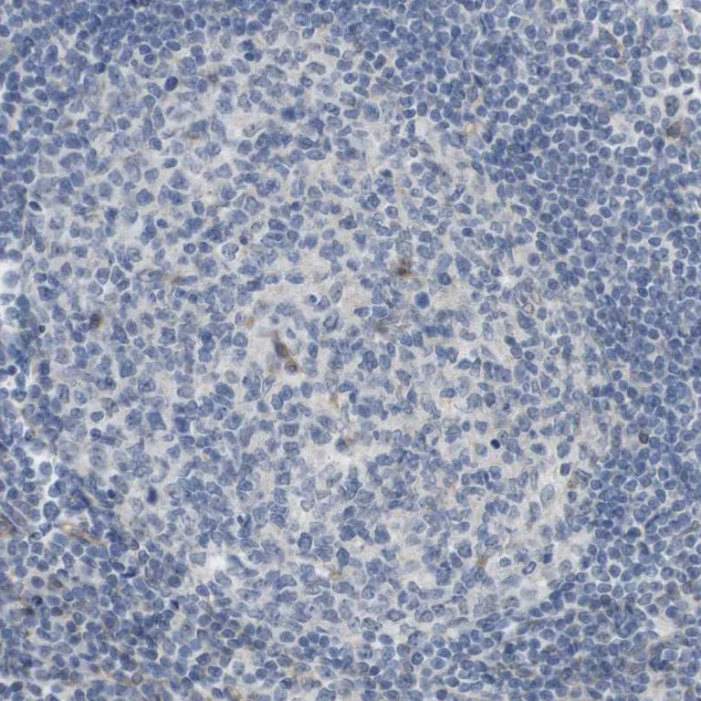 Immunohistochemistry (Formalin/PFA-fixed paraffin-embedded sections) - Anti-MOSC2 antibody (AB224398)