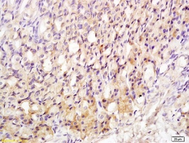 Immunohistochemistry (Formalin/PFA-fixed paraffin-embedded sections) - Anti-Motilin receptor antibody (AB217287)
