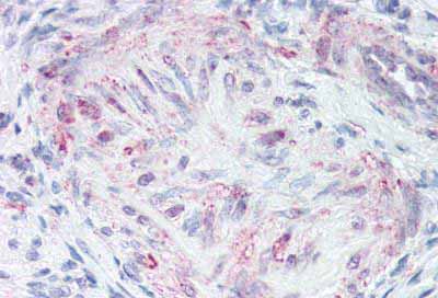 Immunohistochemistry (Formalin/PFA-fixed paraffin-embedded sections) - Anti-Motilin receptor antibody - C-terminal (AB188926), expandable thumbnail