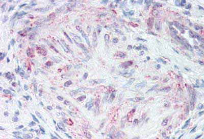 Immunohistochemistry (Formalin/PFA-fixed paraffin-embedded sections) - Anti-Motilin receptor antibody - C-terminal (AB188926)