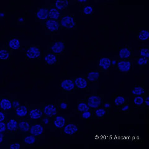 Immunocytochemistry/ Immunofluorescence - Mounting Medium With DAPI - Aqueous, Fluoroshield (AB104139)