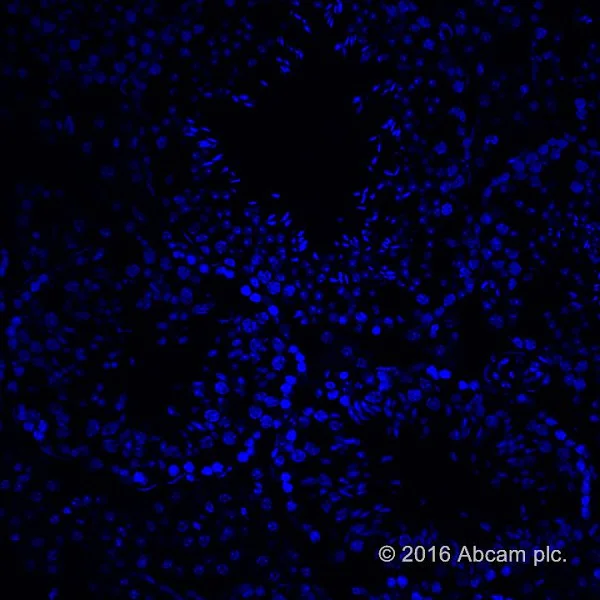 Immunohistochemistry (Frozen sections) - Mounting Medium With DAPI - Aqueous, Fluoroshield (AB104139)