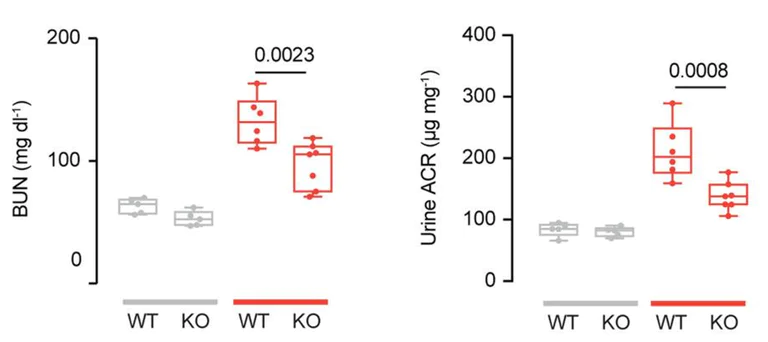 Biochemical assay - Mouse Albumin ELISA Kit (AB108792)