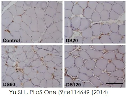 Immunohistochemistry (Formalin/PFA-fixed paraffin-embedded sections) - Mouse and Rabbit Specific HRP/DAB Detection IHC kit (AB64264)