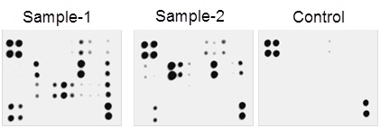 Multiplex Protein Detection - Mouse Angiogenesis Antibody Array - Membrane (24 Targets) (AB139697), expandable thumbnail