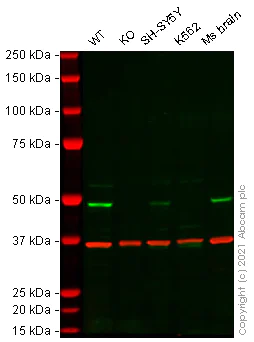 Western blot - Mouse ARC knockout Neuro-2a cell line (AB280071)