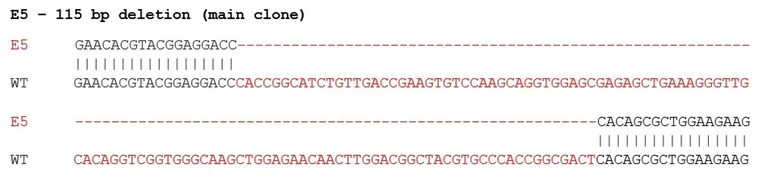 Sanger Sequencing - Mouse ARC knockout Neuro-2a cell lysate (AB280130)