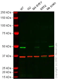 Western blot - Mouse ARC knockout Neuro-2a cell lysate (AB280130)