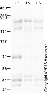 Western blot - Mouse brain tissue lysate - total protein (0 days) (ab7188), expandable thumbnail