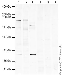 Western blot - Mouse brain tissue lysate - total protein (0 days) (ab7188), expandable thumbnail