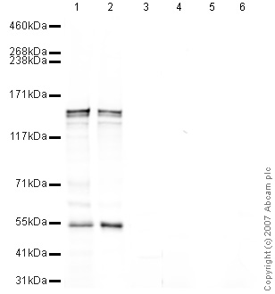 Western blot - Mouse brain tissue lysate - total protein (0 days) (ab7188), expandable thumbnail