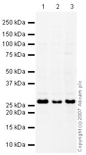 Western blot - Mouse brain tissue lysate - total protein (0 days) (ab7188), expandable thumbnail