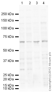 Western blot - Mouse brain tissue lysate - total protein (0 days) (ab7188), expandable thumbnail